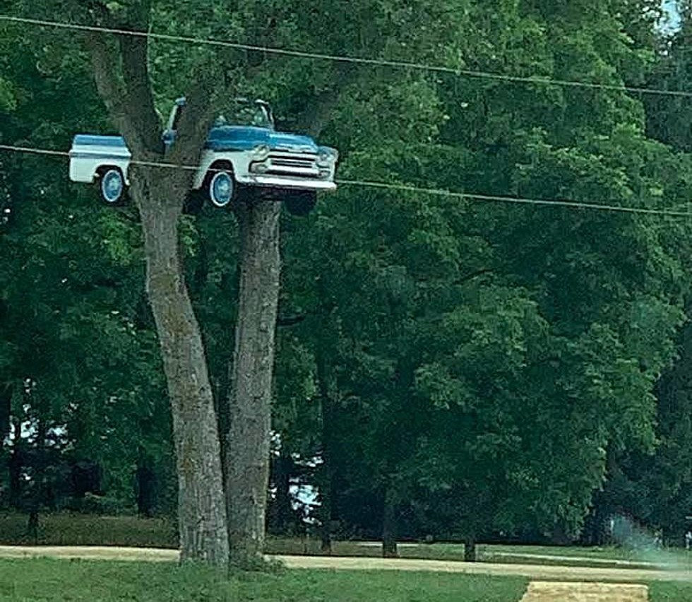 It’s Electric! EV’s & Trees