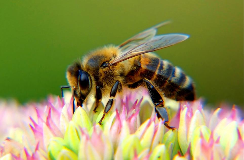 Ditch Honey and Switch to Eco-Friendly Vegan Choices