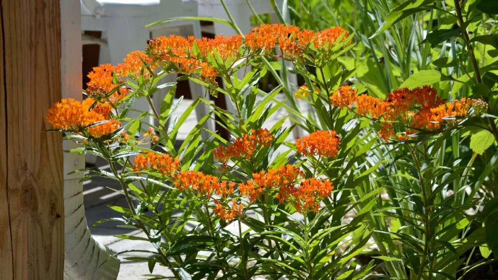 A beautiful way to reduce flooding in your neighborhood
