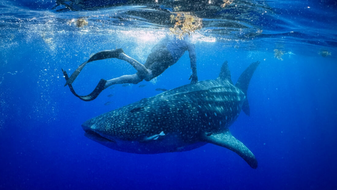 A Year in the Life of a Whale Shark