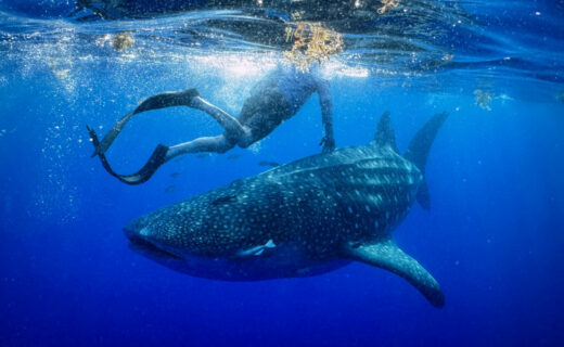 A Year in the Life of a Whale Shark