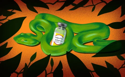 As the world warms, the risk of snakebites is rising