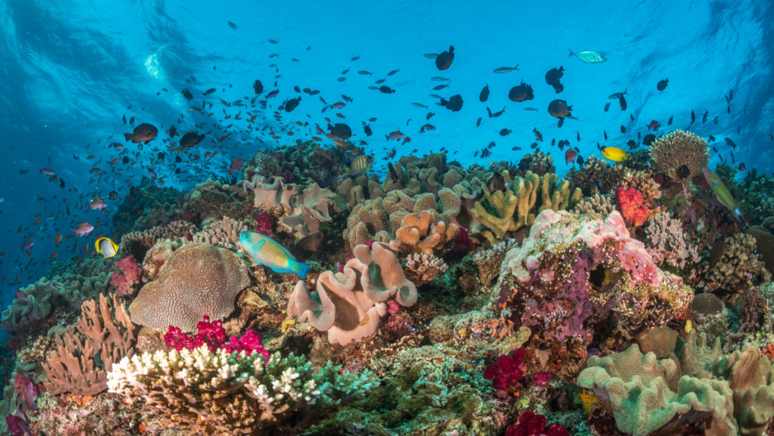 Coral reefs are not doomed – but policy must catch up with the science