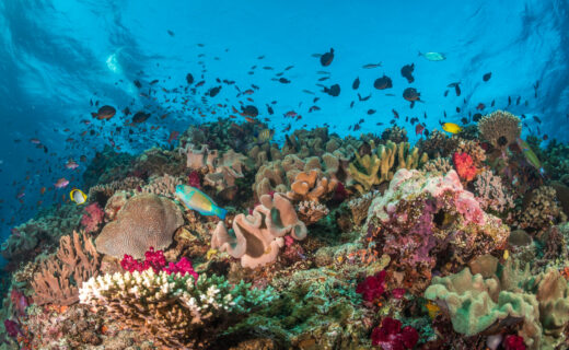 Coral reefs are not doomed – but policy must catch up with the science