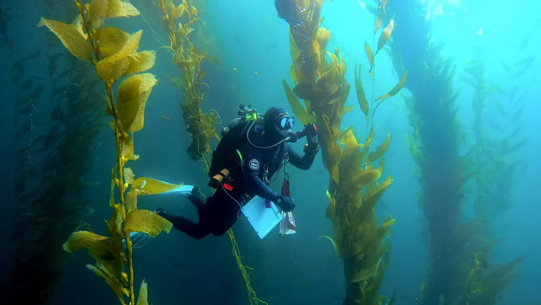 Efforts to save kelp forests from ocean warming are ramping up