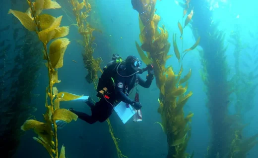Efforts to save kelp forests from ocean warming are ramping up