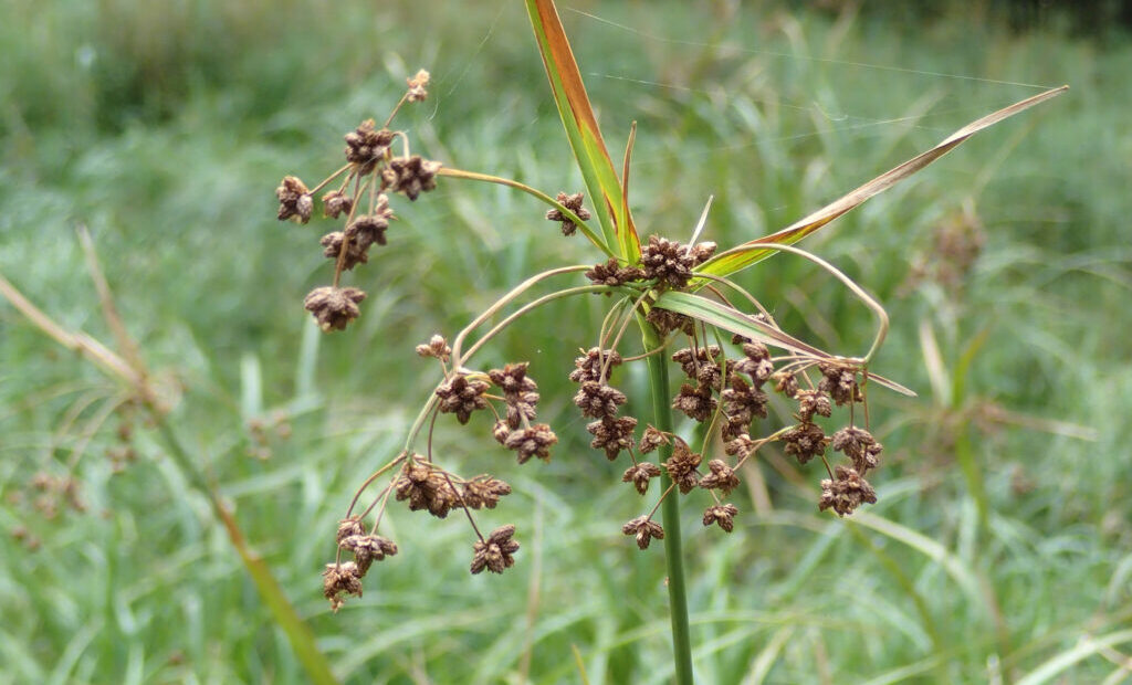 Federal Officials Say an Endangered Wetland Plant Is Recovering. Not Everyone Agrees.