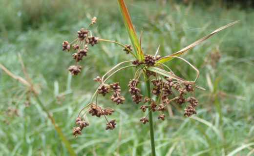Federal Officials Say an Endangered Wetland Plant Is Recovering. Not Everyone Agrees.
