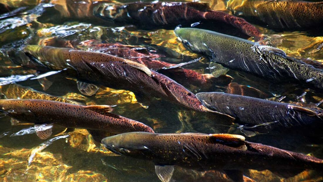 For Two Decades, the Salmon Count Was Wrong and Puget Sound’s Orcas Paid the Price