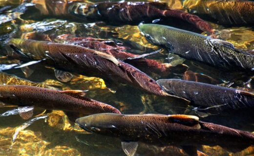 For Two Decades, the Salmon Count Was Wrong and Puget Sound’s Orcas Paid the Price