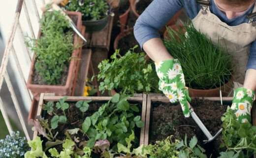 How To Grow Lots of Veggies in Small Spaces
