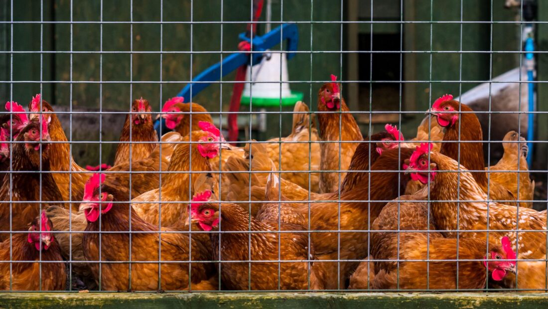 Livestock heat deaths in transit doubled in UK record-hot summer of 2025