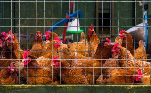 Livestock heat deaths in transit doubled in UK record-hot summer of 2025
