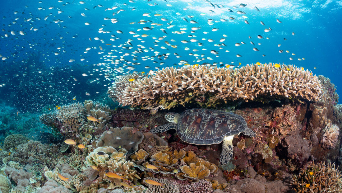 More Coral Reefs May Survive Climate Change Than Scientists Once Thought