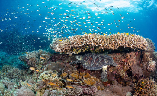 More Coral Reefs May Survive Climate Change Than Scientists Once Thought