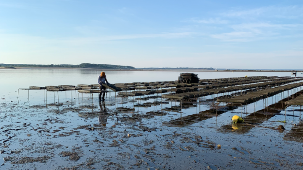 NOAA strengthens commitment to aquaculture through new cooperative institute