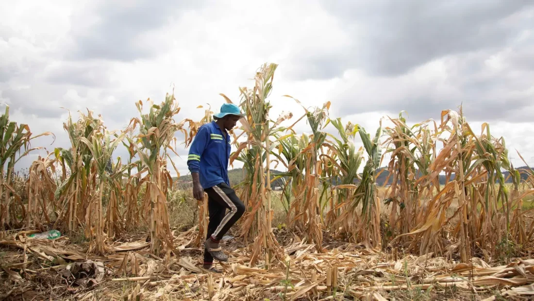 The ‘super El Niño’ is here. What happens next could upend food systems worldwide.