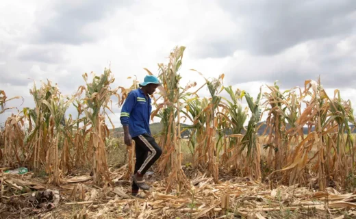 The ‘super El Niño’ is here. What happens next could upend food systems worldwide.