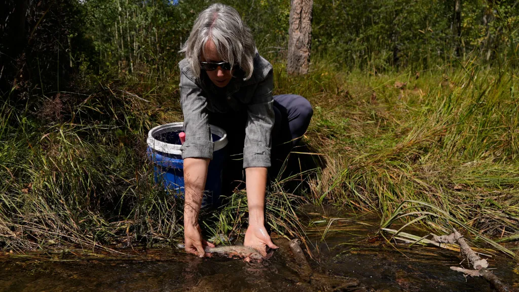 Trout, farmers, and cities are competing for the same water in the Southwest