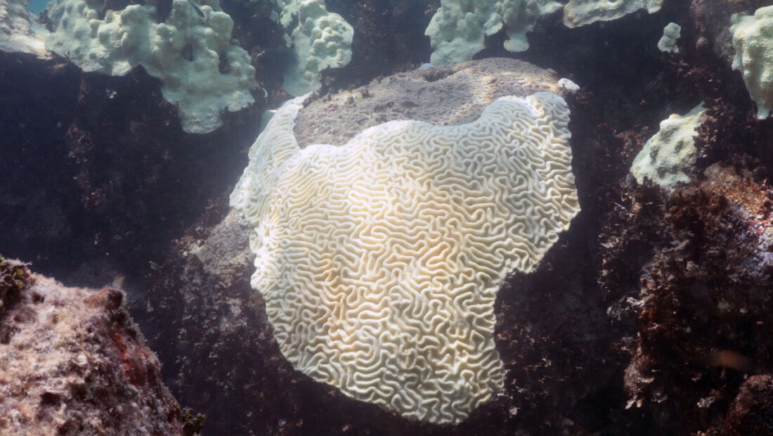 World's 4th mass coral-bleaching event likely ended in 2025