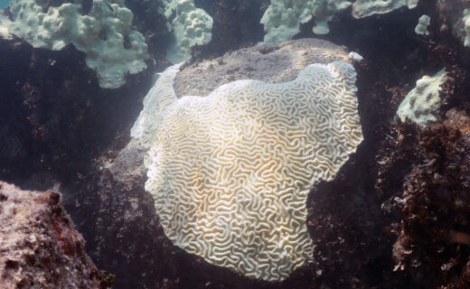 World's 4th mass coral-bleaching event likely ended in 2025