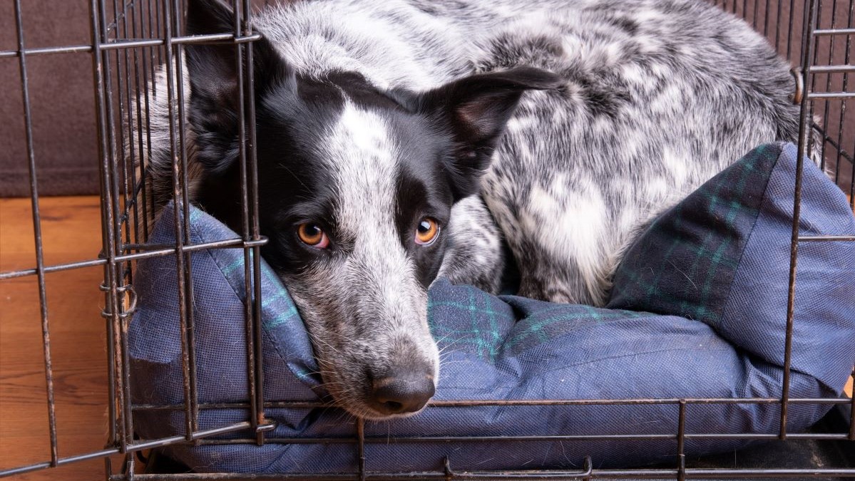 How Safe Are Secondhand Used Pet Supplies?