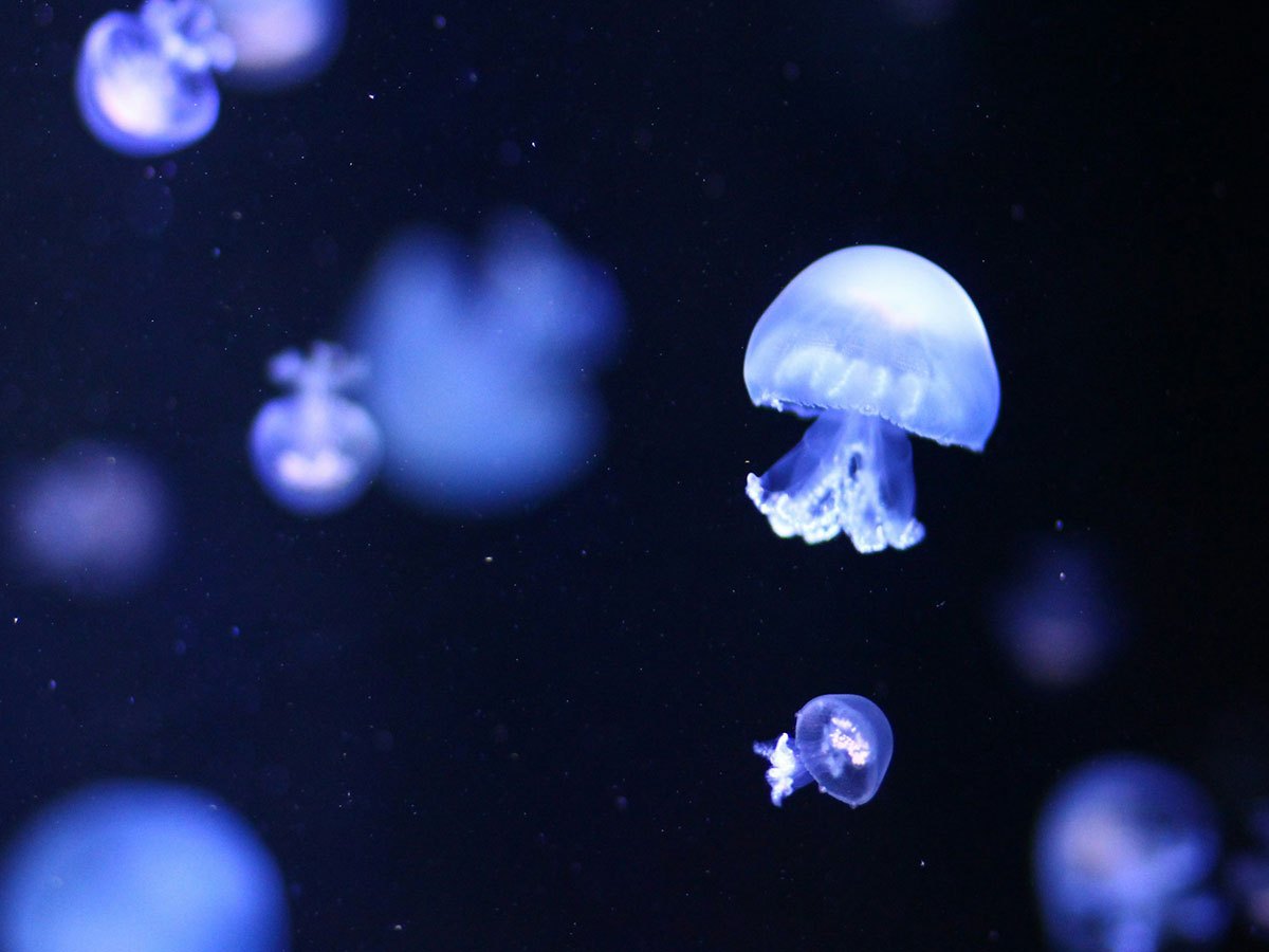 The government canceled this nature study. Scientists finished it anyway.