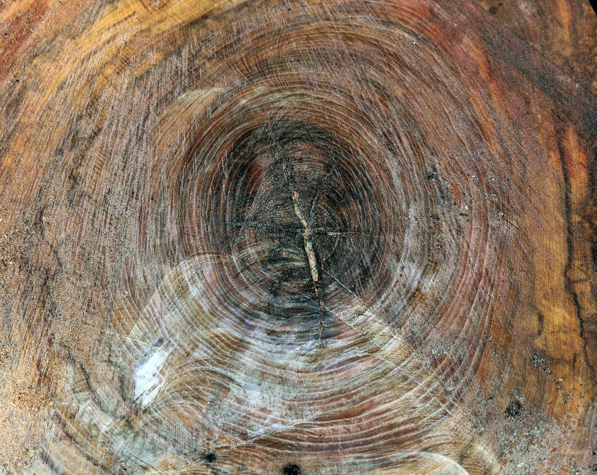 The deadly experiment that could save the American elm