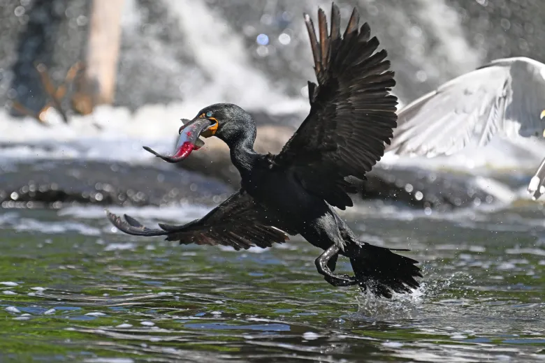 Herring and Herons: Signs of the Charles River’s Vast Improvement
