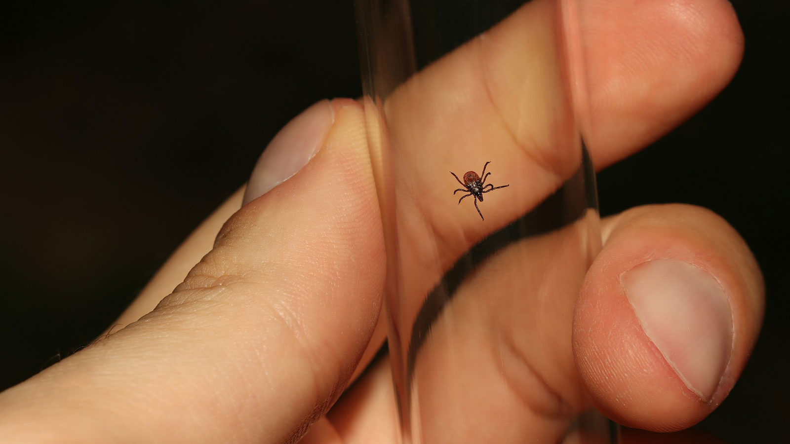 People are mailing bloodthirsty ticks to a New York lab
