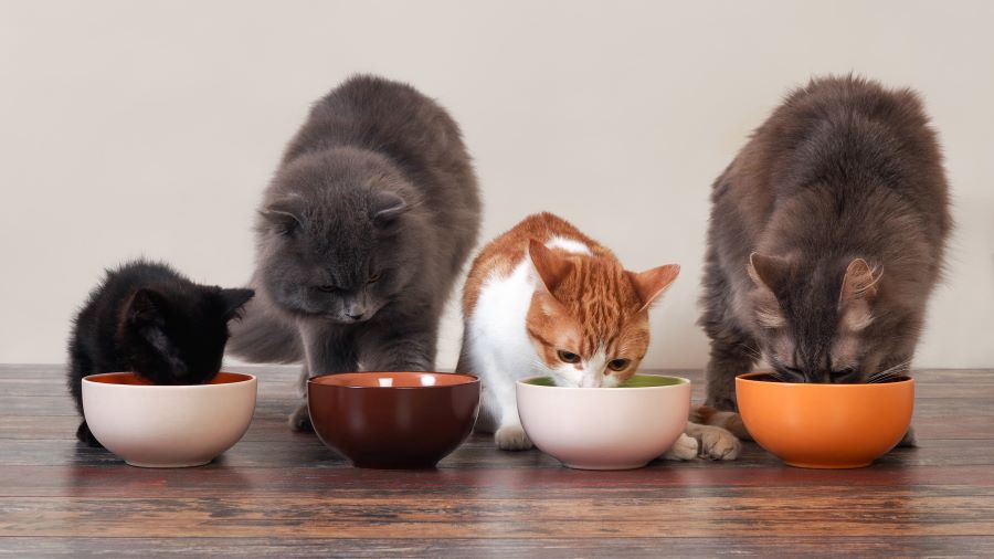 How Safe Are Secondhand Used Pet Supplies?