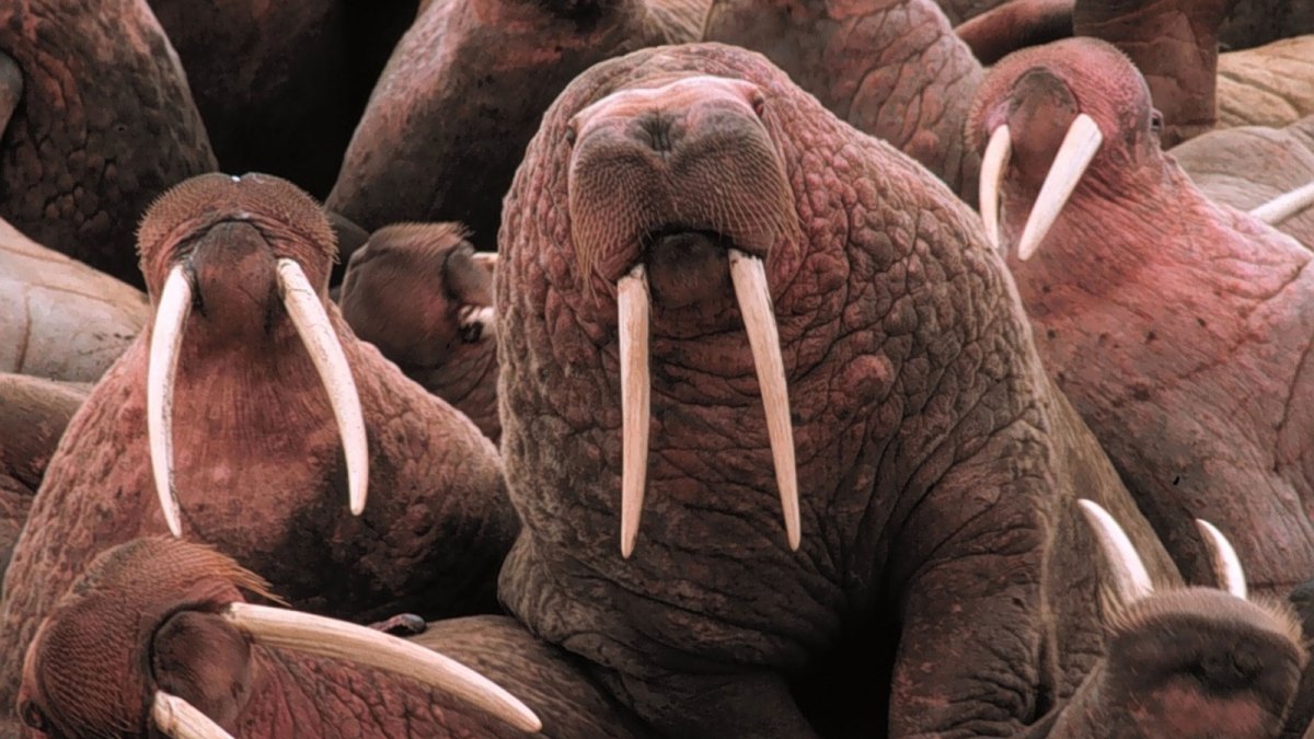 You can help scientists study walruses