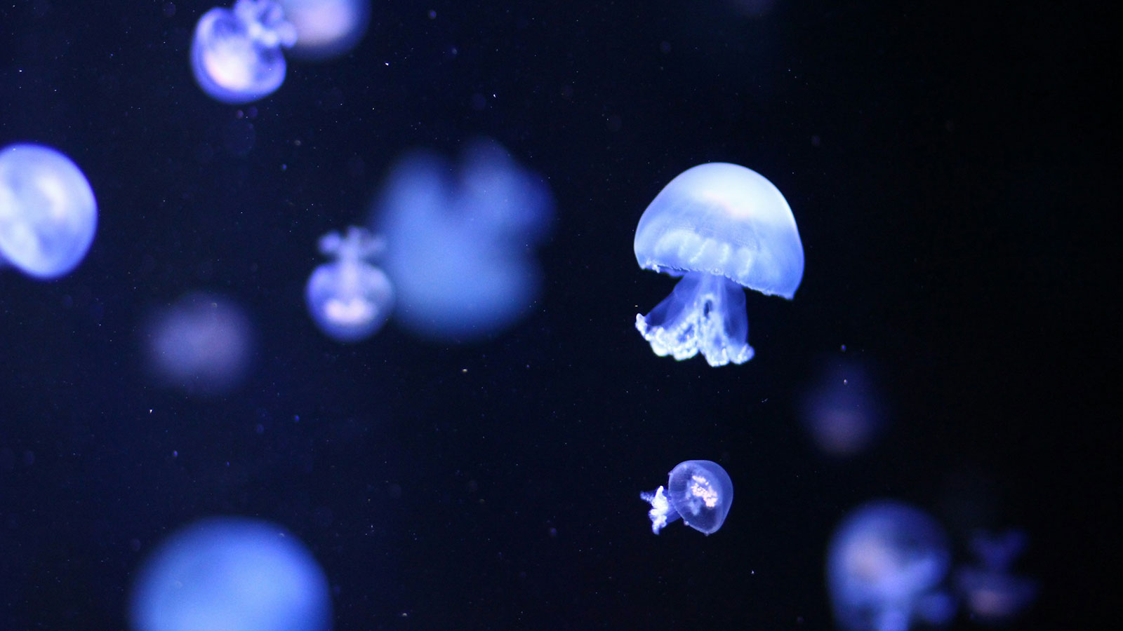The hidden ocean world that helps regulate our climate
