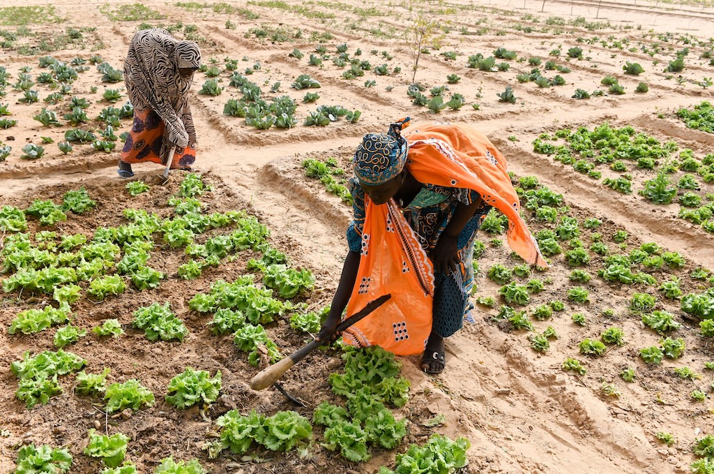 Access to finance ‘strengthens climate resilience’ among sub-Saharan women