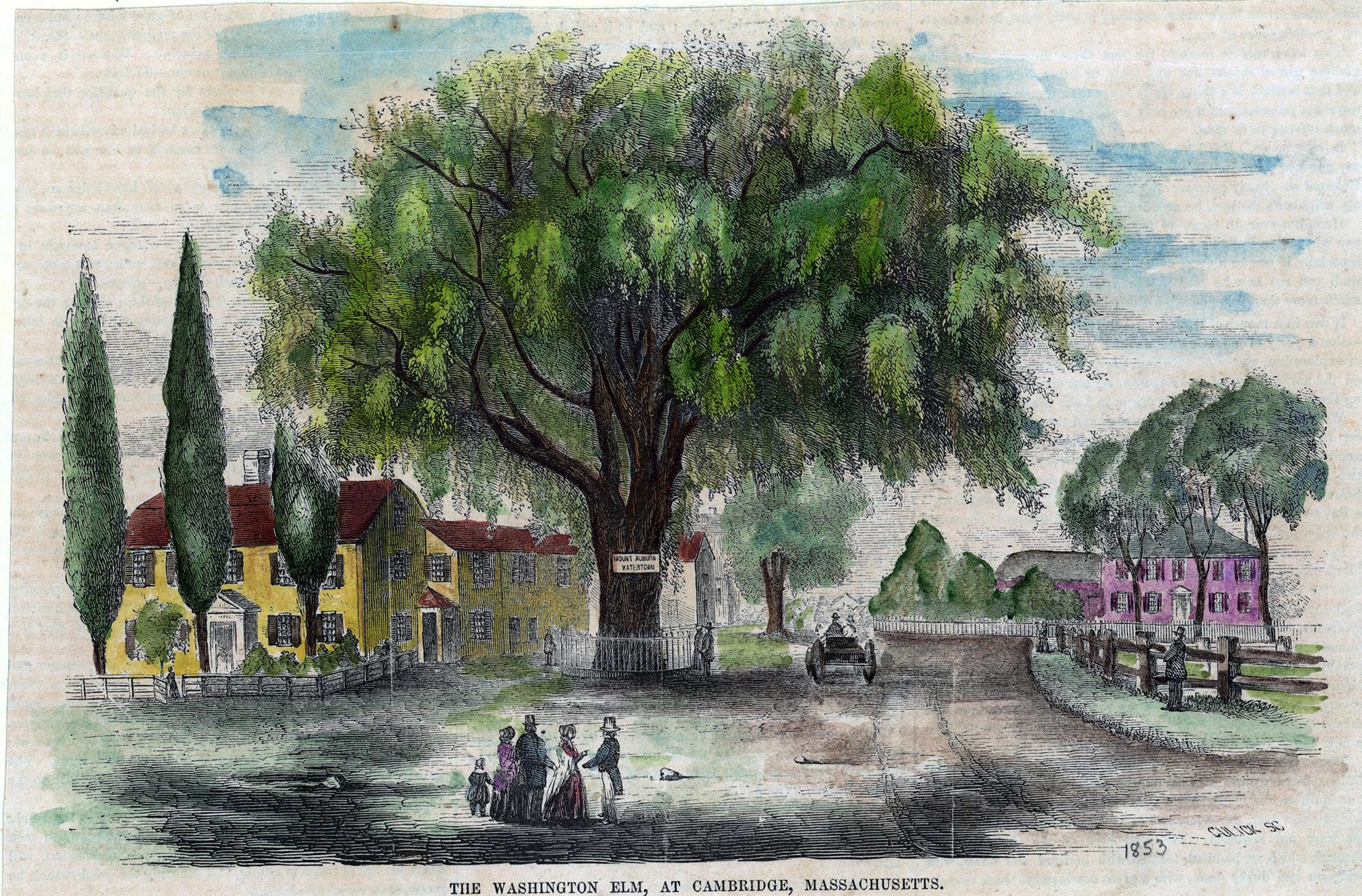 The deadly experiment that could save the American elm