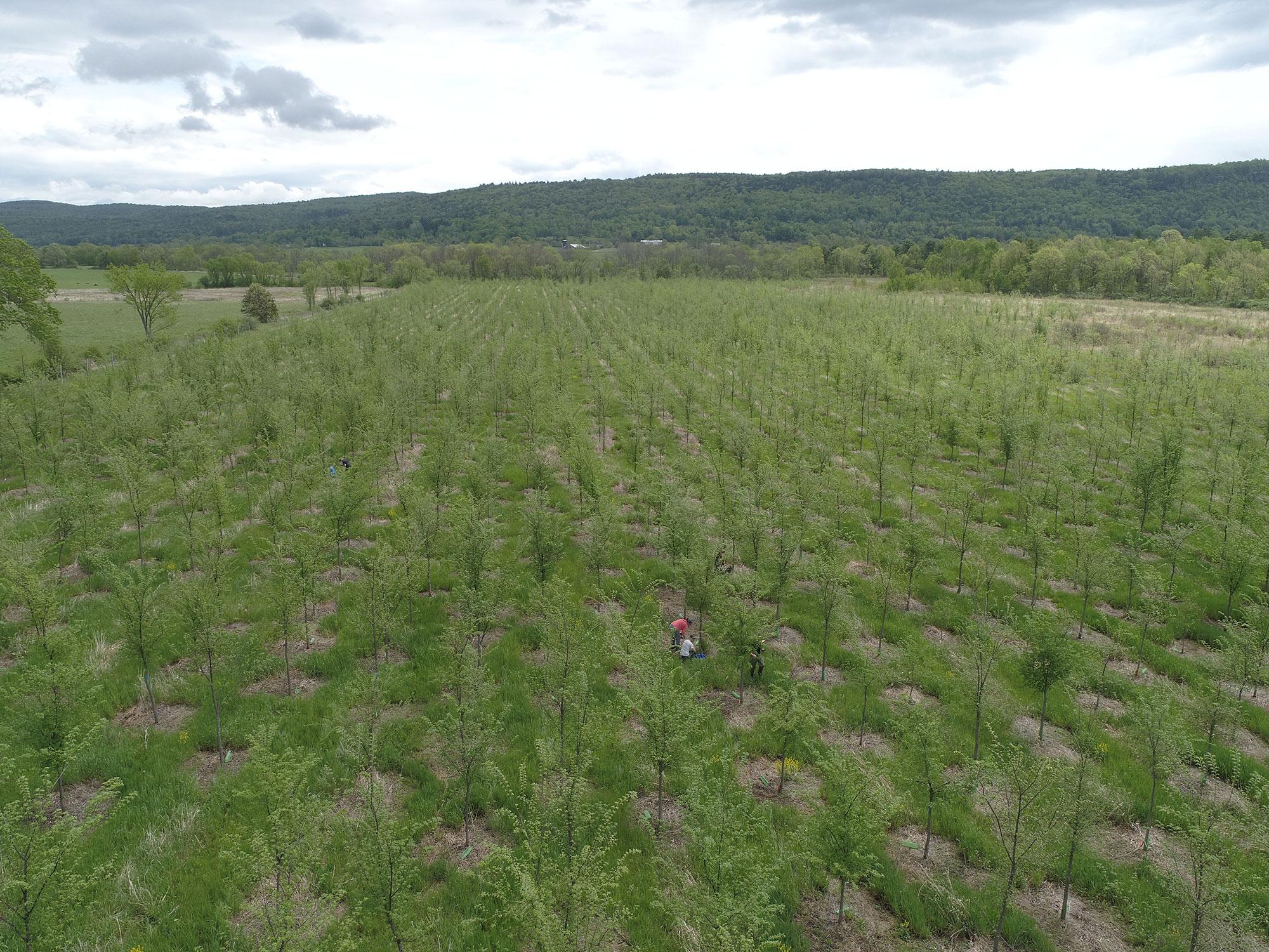 The deadly experiment that could save the American elm