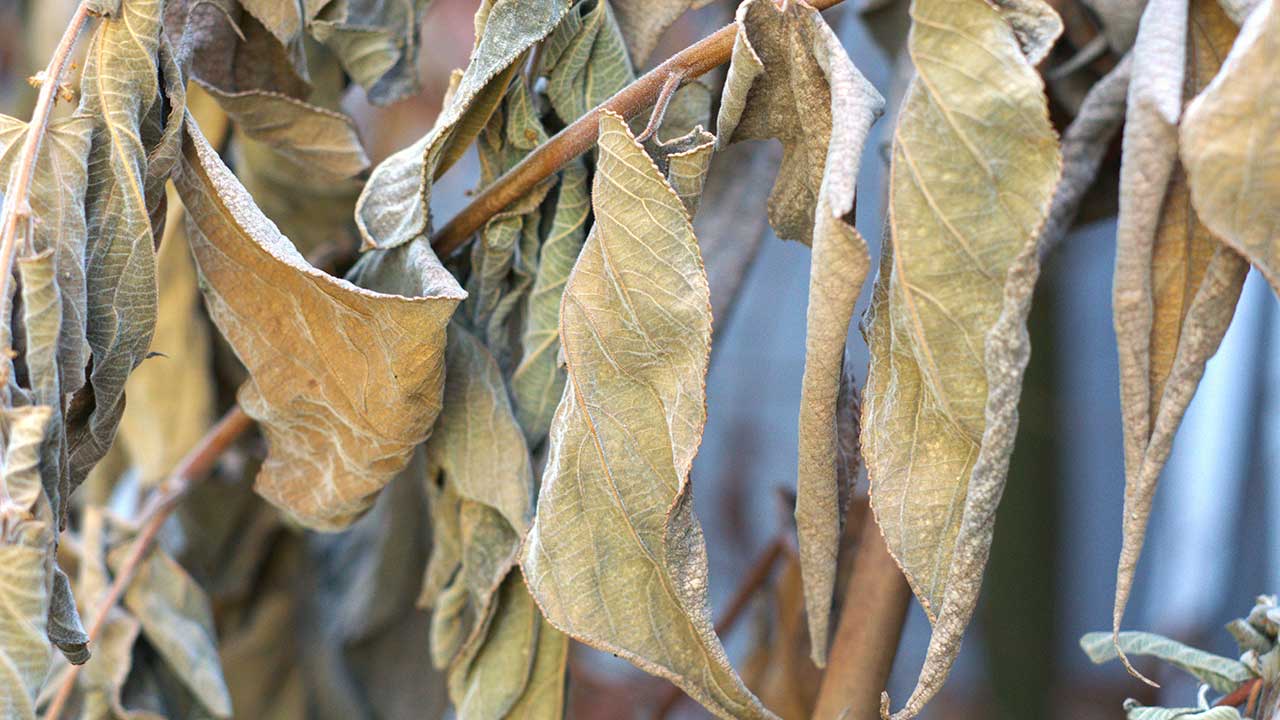 When the Canopy Turns Brown: Caring for Trees in Extreme Heat