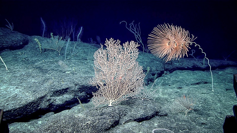 Top maritime court rejects bid to halt UN deep-sea mining inquiry
