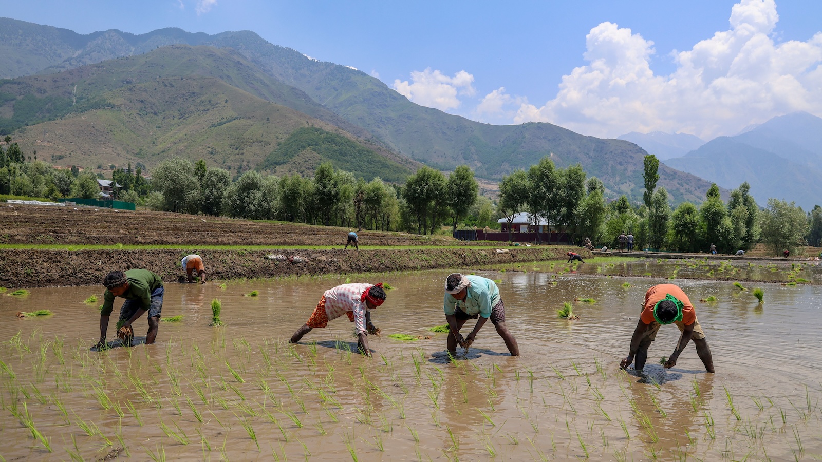Why rice crops could be in for a weird year