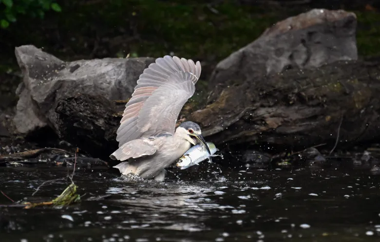 Herring and Herons: Signs of the Charles River’s Vast Improvement