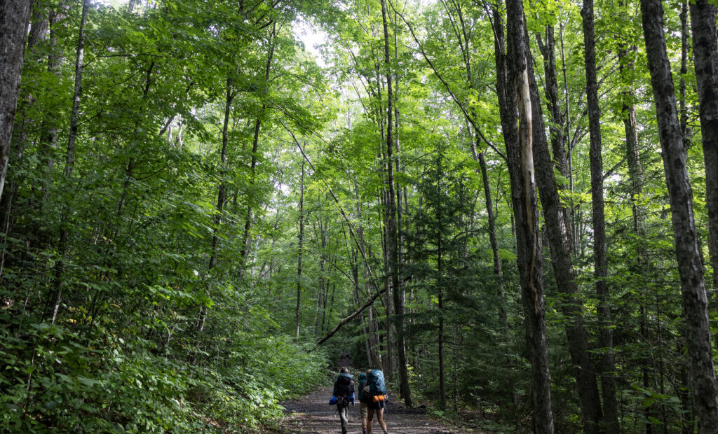 The Spectacular Regrowth of New England’s Forests
