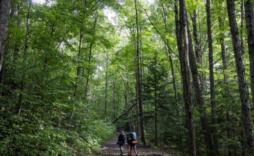 The Spectacular Regrowth of New England’s Forests