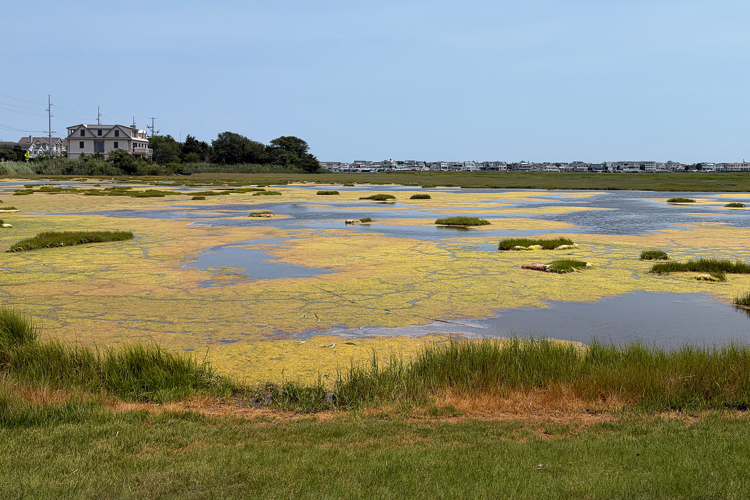 As Seas Rise, Scientists Race to Save Coastal Marshes From Drowning