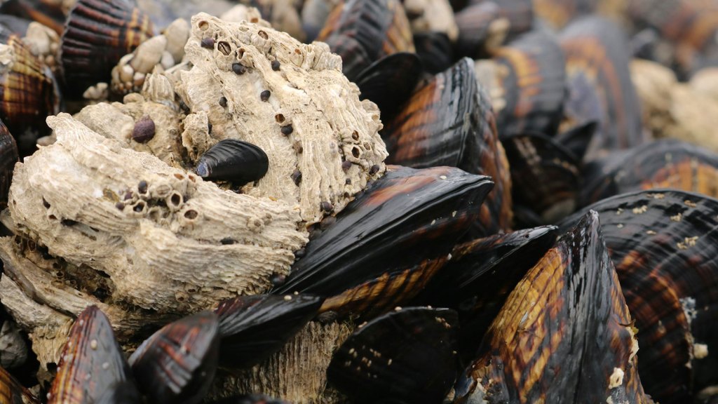 New ‘living seawall’ habitat in Boston is already teeming with life