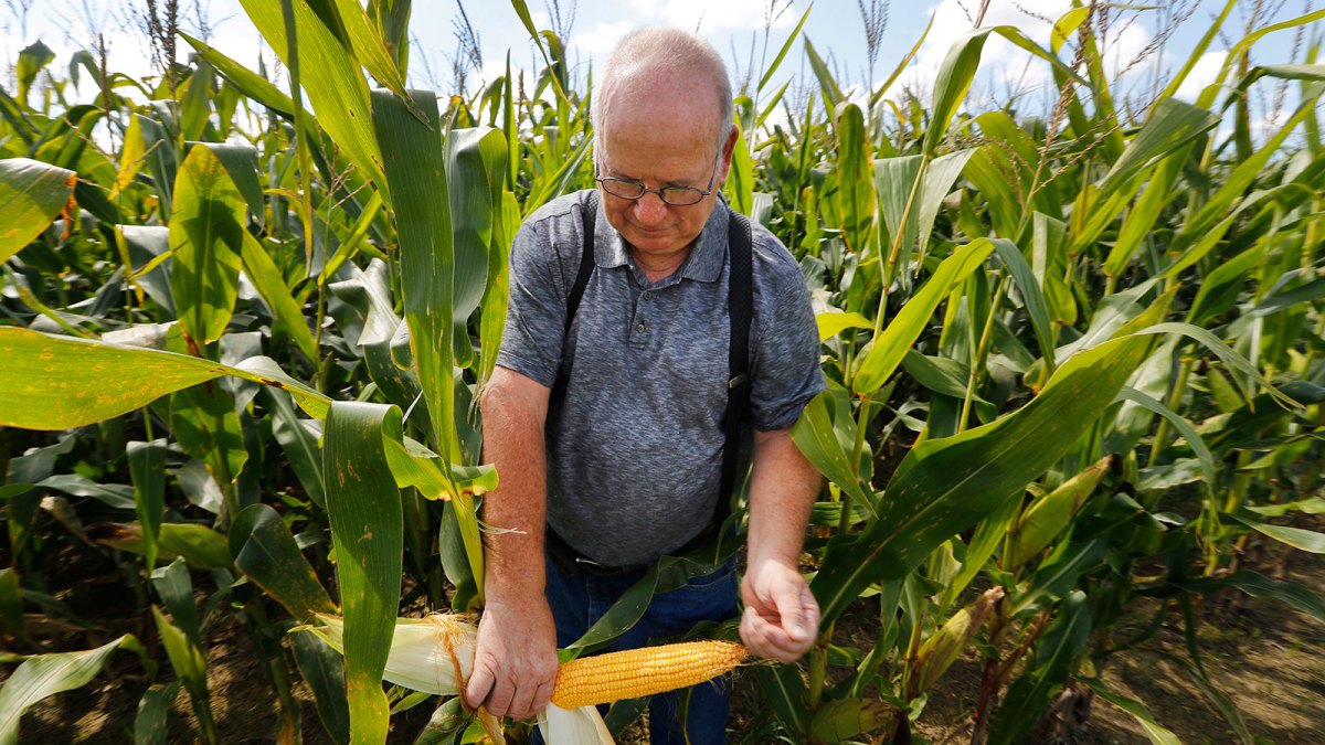 The link between Iowa corn and the dead zone in the Gulf
