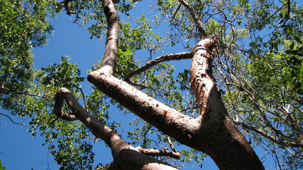 Proper maintenance can help trees withstand hurricanes