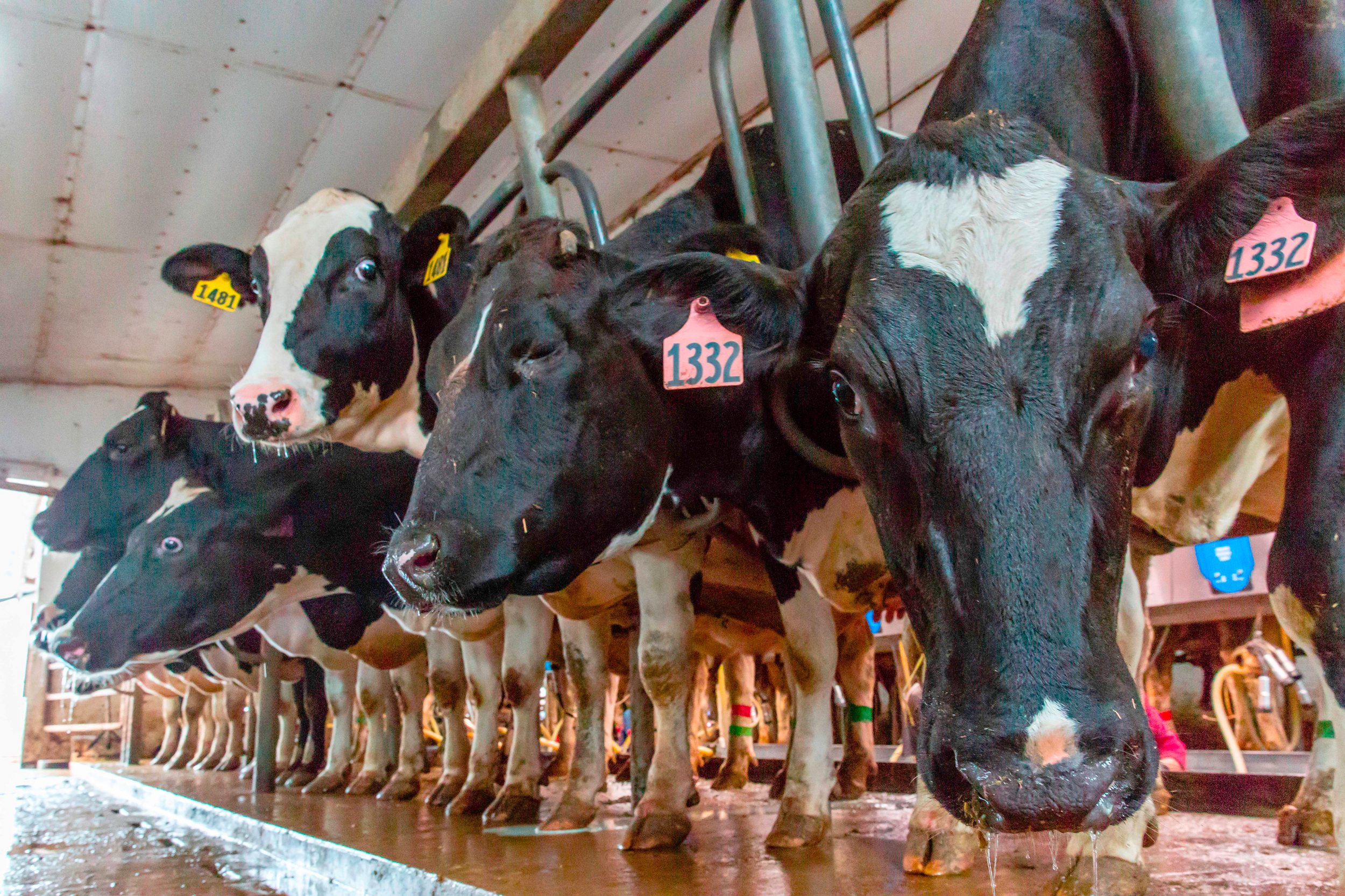 A Minnesota Dairy Company’s Rapid Expansion Is Prompting Lawsuits Against Regulators