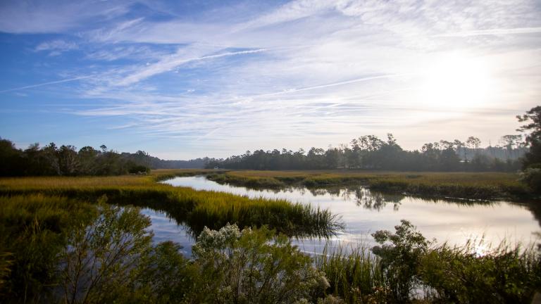 A new type of levee is taking root in Northern California