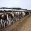 A Minnesota Dairy Company’s Rapid Expansion Is Prompting Lawsuits Against Regulators