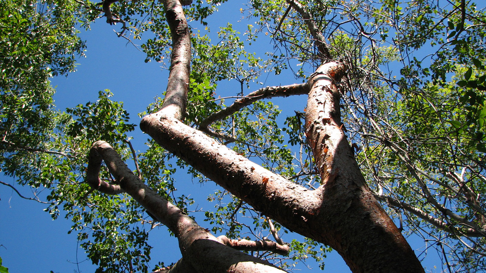 Proper maintenance can help trees withstand hurricanes